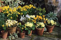 The Oast Houses Hampshire early Spring containers Daffodils Narcissus Tete a Tete Crocus Snow Bunting Cream Beauty and Yellow