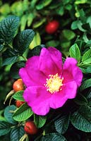 species rose Rosa rugosa