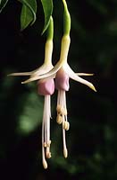 Fuchsia magellanica Molinae syn F Sharpitor
