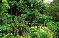 private garden Sark Channel Isles Gunnera manicata in woodland bog garden Arum lilies Phormium