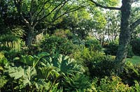 private garden Sark Channel Isles Gunnera manicata in woodland bog garden elm Ulmus procera
