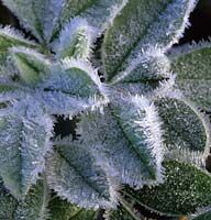 frost on Cytisus battandieri