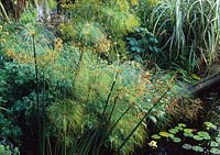 RHS Wisley Surrey tropical garden Cyperus papyrifera papyrus