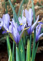 Iris reticulata Cantab
