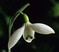 snowdrop Galanthus nivalis Washfield Warham