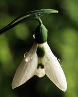 snowdrop Galanthus elwesii