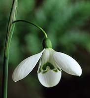 snowdrop Galanthus nivalis William Thomson