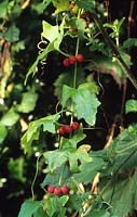 white Bryony seeds fruit Bryonia dioica