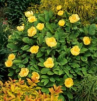 peony Paeonia mlokosewitschii Molly The Witch with Spirea Goldflame