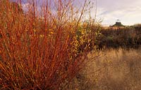 RHS Wisley Surrey design Piet Oudolf willow Salix 'elverton Deschampsia Goldtau winter coloured stems bark deciduous shrub red N