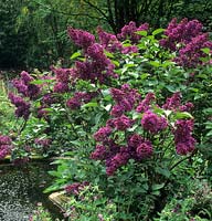 lilac Syringa vulgaris 'Souvenir de Louis Spaeth'