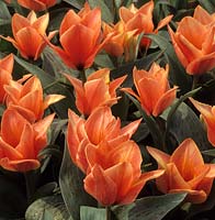 dwarf tulip Tulipa 'Adele Duttweiler'