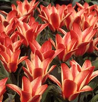 tulip Tulipa 'Pinocchio'