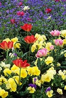 Spring bedding mixed tulips pansies and forget me nots