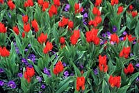 Spring bedding tulip Tulipa praestans Fusilier with Anemone blanda Blue Shades