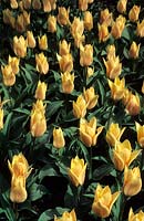 dwarf tulip Tulipa Fur Elsie