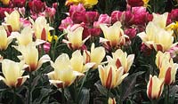 tulip Tulipa Donna Bella