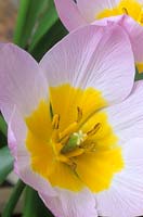 dwarf tulip Tulipa bakeri Lilac Wonder