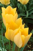 dwarf tulip Tulipa linifolia 'Bright Gem'