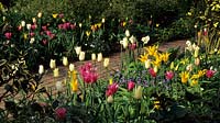Old Place Farm Kent mixed tulips Tulipa China Pink White Triumphator and West Point