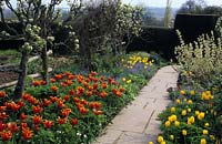 Great Dixter Sussex tulip Tulipa Queen of Sheba Golden Melody and West Point and forget me nots in borders either side of stone