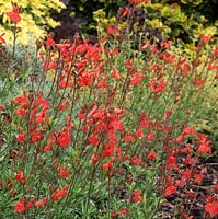 Salvia x jamensis Fuego