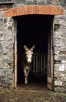 Clovelly Devon donkey in stable entrance
