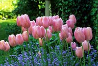 tulip Tulipa 'Menton' with forget me nots