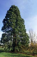 giant redwood Sequoiadendron giganticum