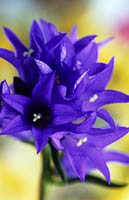 bellflower Campanula Purple Pixie