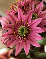 houseleek Sempervivum arachnoideum flower