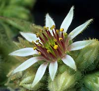 houseleek Sempervivum Extra flower