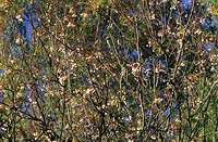 Sorbus cashmeriana winter berry deciduous tree shrub