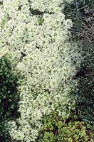Alysum halimifolium syn Ptilotrichum halimifolium