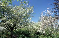 Tilgates Surrey flowering cherry tree Prunus Ichiyo and P Shogun