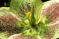 aphids on Hellebore