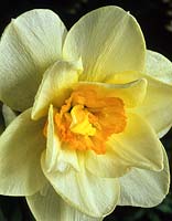 daffodil Narcissus Flower Record daffodils yellow flowers spring flower