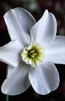daffodil Narcissus poeticus Greenpeace white head