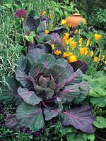 kitchen vegetable garden detail cabbages Californian poppies