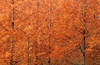 Valley Gardens Surrey dawn redwood Metasequoia glyptostoboides autumn deciduous conifer orange