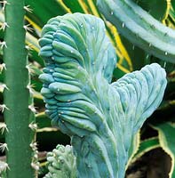 Myrtillocactus geometrizans forma cristata