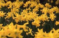 daffodil Narcissus Peeping Tom