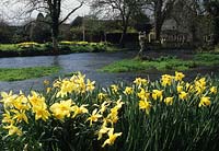 private garden Wiltshire daffodils beside a river garden