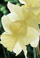 daffodil Narcissus Thalia