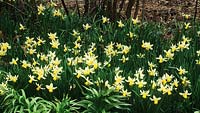 dwarf daffodil Narcissus Jack Snipe