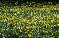 native daffodil Naricissus pseudonarcissus in Spring meadow