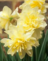 dwarf daffodil Narcissus Irene Copeland