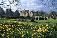 Hever Castle Kent mixed daffodils in Spring lawn yellow spring flowers flower daffodil