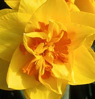 daffodil Narcissus Tamar Fire yellow spring flower daffodils flowers