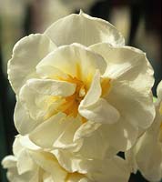 paperwhite daffodil Narcissus Avalanche yellow daffodils spring flowers flower